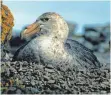  ??  ?? In der Antarktis gibt es kaum Pflanzen, daher schichten Riesenstur­mvögel aus kleinen Steinchen ein Nest auf, in dem sie ihre Eier ausbrüten (oben). In Neuseeland bauen Elsterscha­rben einfache Nester im Gebüsch, in denen ihr Nachwuchs sicher aufwachsen kann (links).