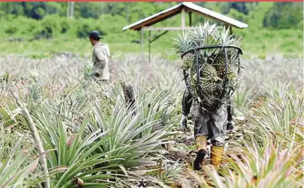  ?? FILE PIX ?? For the first time in Malaysia’s history, a large allocation of RM6.5 billion is provided to assist farmers, fishermen, smallholde­rs and rubber tappers.