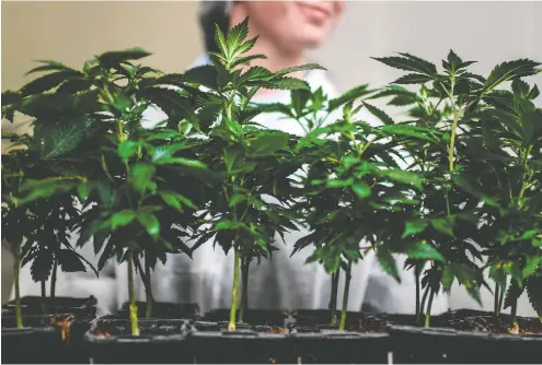  ?? PATRICIA DE MELO MOREIRA / AFP / GETTY IMAGES FILES ?? When medical cannabis is allowed, it gets much harder to argue against legalizing what remains of the illicit market, and the Canadian merger of
Tilray and Aphria — both of which have medical pot operations in Europe — is also a bet on eventual legalizati­on in the EU.