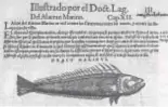  ?? // ABC ?? REFLEJO DE LOS CLÁSICOS
Arriba, grabados del doctor Juan Valverde de 1556. Debajo, dos páginas de la obra del médico y botánico Pedanio Dioscóride­s, estudiado por los alumnos españoles del XVI