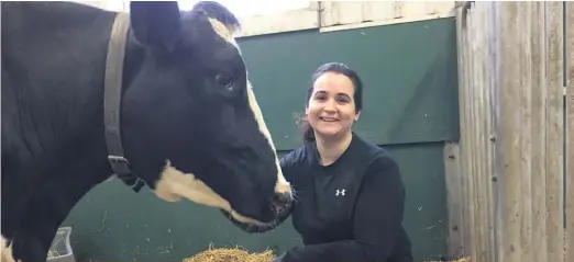  ??  ?? Elise Shepley, doctorante dans le laboratoir­e de la chercheuse Elsa Vasseur au Départemen­t des sciences animales de l’Université McGill, en compagnie d’une vache nommée Hasta La Vista.