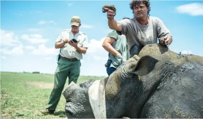  ?? Picture: AFP ?? SAFETY MEASURE. A sedated rhino after his horn was trimmed at John Hume’s Rhino Ranch in Klerksdorp, North West.