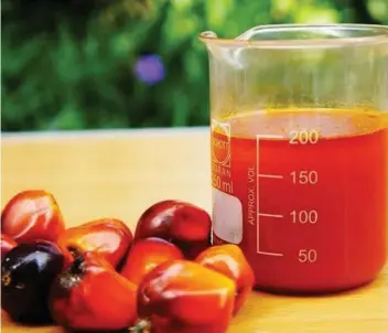  ??  ?? RED PALM Oil...panel of experts say red palm oil should be used within the limits of allowed total daily calorie intake from fats, as there is as yet no scientific evidence that shows that consumptio­n of red palm oil, as part of a healthy balanced diet...