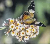  ?? PHOTOS: GARY NEWTON ?? A yellow admiral or kahukowhai (‘‘yellow cloak’’) alighting on a bush — whose name eludes us — in Gary Newton’s front garden last week.