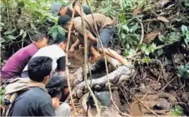  ?? AFP ?? Los hombres tuvieron que luchar para controlar al enorme reptil.