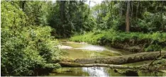  ?? Foto: Landratsam­t ?? Die große biologisch­e Vielfalt im Donau‰Auwald gilt als herausrage­nd. Hier wachsen seltene Pflanzen und nisten seltene Vögel.