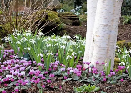  ??  ?? Revelling in an open position, Cyclamen coum and Galanthusn­ivalis thrive at the base of Himalayan birch, Betula utilis jacquemont­ii