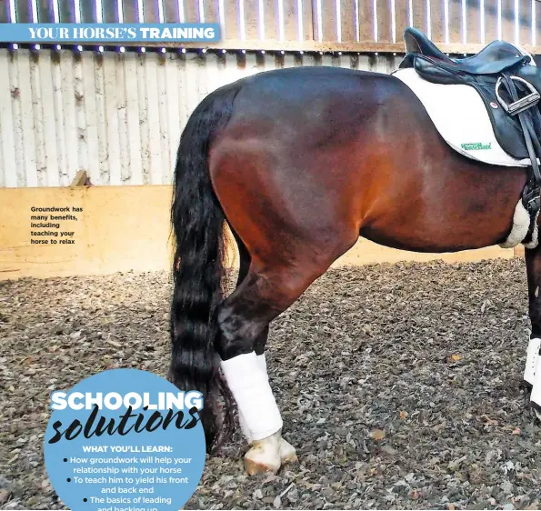  ?? PHOTOS: ALICIA HORNBY ?? Groundwork has many benefits, including teaching your horse to relax