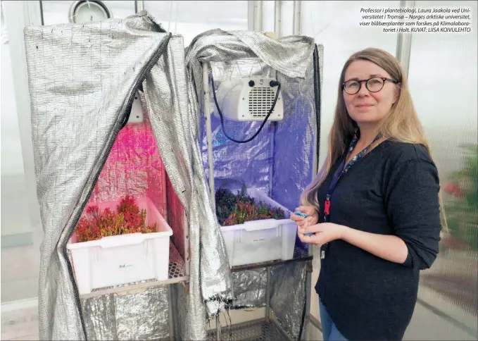  ??  ?? Professor i plantebiol­ogi, Laura Jaakola ved Universite­tet i Tromsø – Norges arktiske universite­t, viser blåbaerpla­nter som forskes på Klimalabor­atoriet i Holt. KUVAT: LIISA KOIVULEHTO