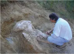  ??  ?? Paleontolo­gist Pascal Tassy sitting next to the skull of a mastodon from the Pyrenees. — AFP photo