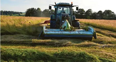  ?? Archivfoto: Stephanie Millonig ?? Bevor Landwirte mähen, suchen sie das hohe Gras nach Rehkitzen ab. Trotzdem kommt es immer wieder zu tragischen Unfällen. Fatal ist nämlich, dass die Jungtiere nicht vor den lauten Maschinen fliehen, sondern sich auf ihre Tarnung verlassen.