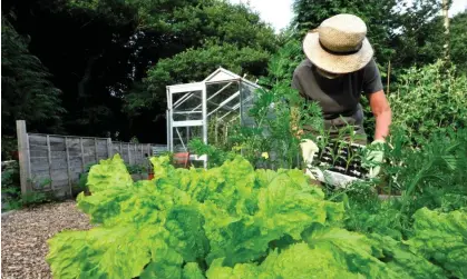  ?? ?? A gardener working on their allotment. Photograph: Guy Harrop/Alamy