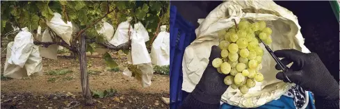  ??  ?? Uvas de Vinalopó con “bolsos”. A la derecha, el gran árbol de luces ubicado en la Puerta del Sol de Vigo, eldía de la inauguraci­ón del alumbrado.