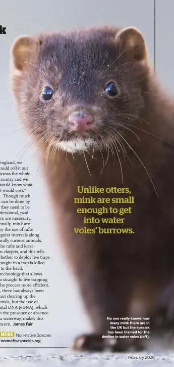  ??  ?? No one really knows how many mink there are in the UK but the species has been blamed for the decline in water voles ( left).