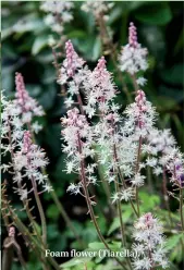  ??  ?? Foam flower (Tiarella).