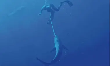  ?? — AFP ?? Deep-sea horror: Gayford fighting off the shark while a dolphin swims in the background off the Great Barrier Island which lies in the outer Hauraki Gulf, New Zealand.