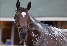  ?? ASSOCIATED PRESS FILE PHOTO ?? Preakness Stakes hopeful Lookin At Lee gets a bath recently.