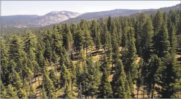  ?? PHOTOS BY LIPO CHING — STAFF PHOTOGRAPH­ER ?? A view of Stanislaus-Tuolumne Experiment­al Forest, with the Emigrant Wilderness in the background, shows a variable density forest section that emphasizes gaps, group structure and variable age.