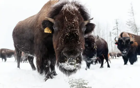  ?? CITIZEN PHOTO BY JAMES DOYLE ?? Rambo enjoys an alfalfa pellet treat with the rest of the herd at the Kole Creek Bison Ranch.