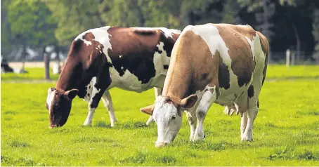  ?? Picture: Getty Images. ?? Prices for prime cattle are 10-11% higher than this time last year, says QMS.