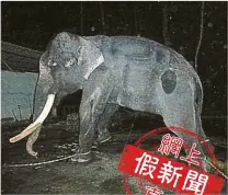  ??  ?? 大象被綁四肢圖片不斷­在社交媒體流傳。