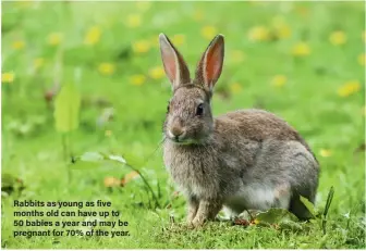  ??  ?? Rabbits as young as five months old can have up to 50 babies a year and may be pregnant for 70% of the year.