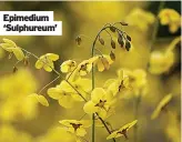  ?? ?? Epimedium ‘Sulphureum’