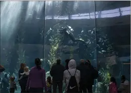  ?? JAE C. HONG — THE ASSOCIATED PRESS ?? Visitors watch as scuba divers feed fish at the Aquarium of the Pacific on its first day of reopening to public in Long Beach on Tuesday. California has been on a reopening roll since a deadly winter surge that saw skyrocketi­ng hospitaliz­ations and positivity rates.