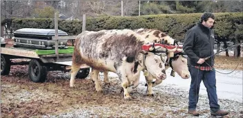  ?? CONTRIBUTE­D ?? The sound of ox bells could be heard from the North Kingston Cemetery Jan. 6 as teamster Collin Cole ensured beloved oxen enthusiast and family friend Claude Berry had a fitting ride to his final resting place.