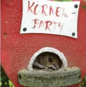  ??  ?? Besuch im Vogelhaus: Eine kleine Maus knuspert Körner und Samen im Garten von Waltraud Mayer aus Stettenhof­en (Land‰ kreis Augsburg).