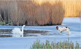  ??  ?? Broken ice A swan defends its territory on the South Inch pond where the ice was not as thick