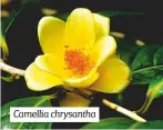  ??  ?? Camellia chrysantha