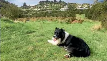  ?? PHOTO: LEANNE SCHMIDT/SUPPLIED ?? A bach was destroyed after a house fire in Penzance Bay, but it could have been worse had it not been for border collie Barney.