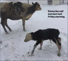  ??  ?? Emma the calf was born last Friday morning.