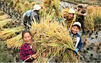  ??  ?? Rice harvest at Xiaotun Village of Dafang County in southwest China’s Guizhou Province.