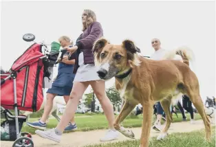  ??  ?? Recruit your pet dog to help you achieve your work-out goals.