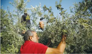  ?? (Raneen Sawafta/Reuters) ?? PALESTINIA­NS PICK olives in Kardala in the Jordan Valley.