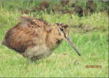  ?? Photo Sonia Harding. ?? Increased numbers of woodcock on Arran at the moment, as Arran is milder than the continent.