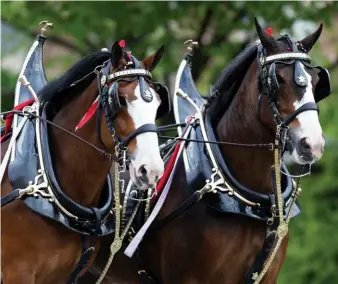  ??  ?? The world-famous Budweiser Clydesdale­s have made the breed an icon in the USA.