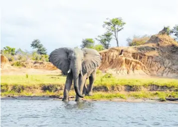  ?? Fotos: dpa ?? In Sambia kann man Tiere in freier Natur sehen, die man in Deutschlan­d nur aus dem Zoo kennt.