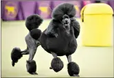  ?? (AP Photo/John Minchillo, File) ?? Siba, a standard poodle, competes for Best in Show during the 144th Westminste­r Kennel Club Dog Show Feb. 11, 2020, in New York. The poodle is among the top ten popular breeds for 2020.