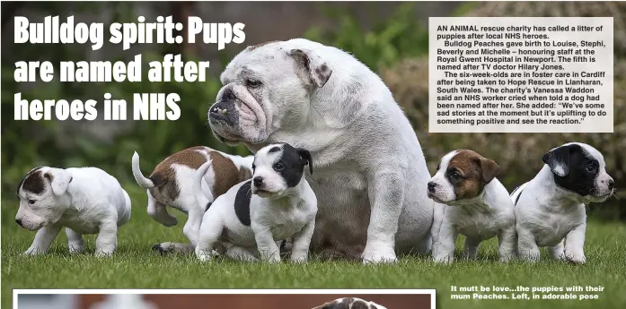  ??  ?? It mutt be love...the puppies with their mum Peaches. Left, in adorable pose
Pictures: CHRIS FAIRWEATHE­R/HUW EVANS AGENCY