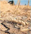  ?? FOTO:DPA ?? Bundesweit sind 5000 Hektar Ackerfläch­e gegen Dürreschäd­en versichert – gegen Hagelschäd­en sind es fünf Millionen.