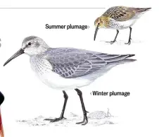  ??  ?? Summer plumage Winter plumage