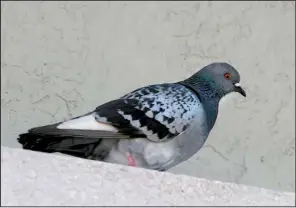  ?? Special to the Democrat-Gazette/JERRY BUTLER ?? The rock pigeon — or rock dove — is a familiar resident of big cities.