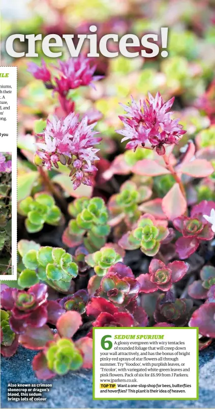  ??  ?? Also known as crimson stonecrop or dragon’s blood, this sedum brings lots of colour