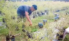  ??  ?? MOHD Iskandar membetulka­n pokok cili padi yang terbalik akibat banjir di kebunnya di Jalan Benteng, Kampung Ladang, berhampira­n KUIM, Kuala Sungai Baru, Masjid Tanah.