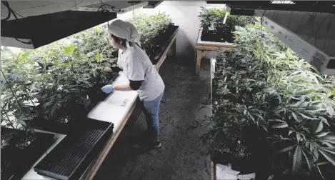  ?? AP PHOTO/RICHARD VOGEL ?? A grower at Loving Kindness Farms attends to a crop of young marijuana plants in Gardena, Calif., in 2018.