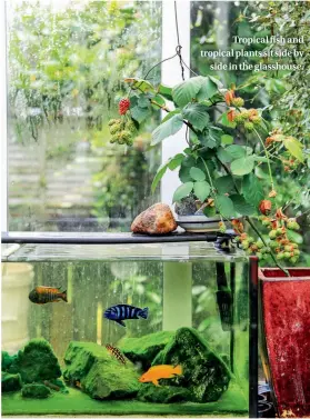  ??  ?? Tropical fish and tropical plants sit side by side in the glasshouse.