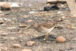  ??  ?? Above Pectoral Sandpiper, Deeping Lakes LWT, Lincolnshi­re, 15 September